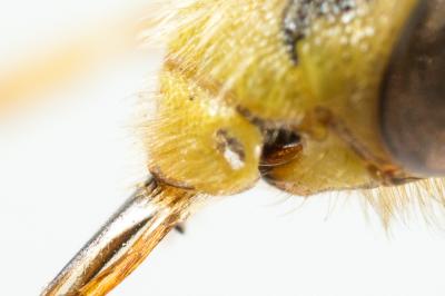  Nomada basalis Herrich-Schäffer, 1839