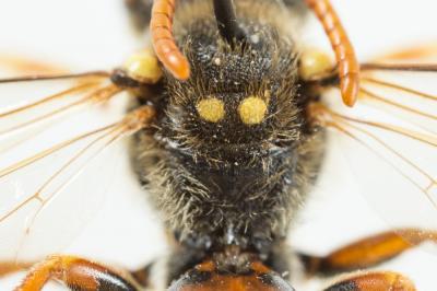  Nomada basalis Herrich-Schäffer, 1839