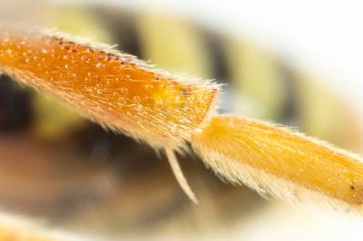  Nomada basalis Herrich-Schäffer, 1839