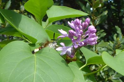 Sphinx gazé (Le), Sphinx du Chèvrefeuille (Le) Hemaris fuciformis (Linnaeus, 1758)