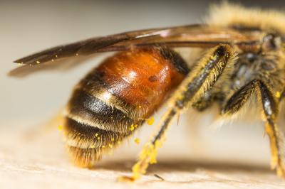  Andrena schencki Morawitz, 1866