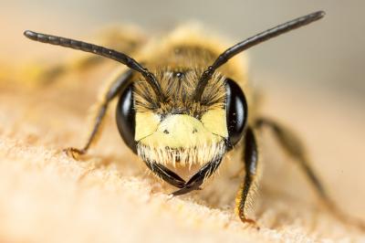  Andrena schencki Morawitz, 1866