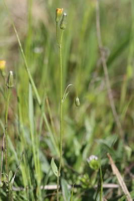 Crépide de Suffren Crepis suffreniana (DC.) J.Lloyd, 1844