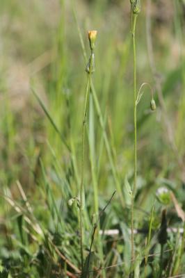 Crépide de Suffren Crepis suffreniana (DC.) J.Lloyd, 1844