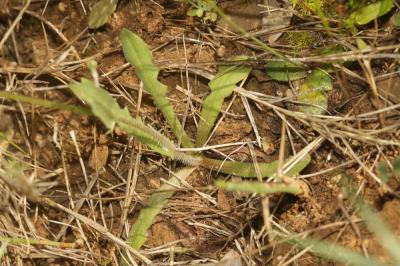 Crépide de Suffren Crepis suffreniana (DC.) J.Lloyd, 1844