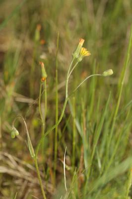 Crépide de Suffren Crepis suffreniana (DC.) J.Lloyd, 1844