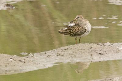 Bécasseau tacheté, Bécasseau à poitrine cendrée Calidris melanotos (Vieillot, 1819)