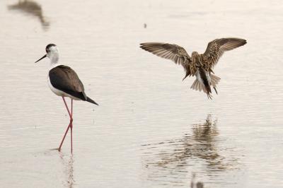 Bécasseau tacheté, Bécasseau à poitrine cendrée Calidris melanotos (Vieillot, 1819)