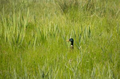 Canard colvert Anas platyrhynchos Linnaeus, 1758