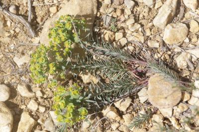 Euphorbe de Séguier Euphorbia seguieriana Neck., 1770