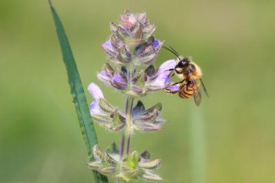 Osmie rousse Osmia bicornis (Linnaeus, 1758)