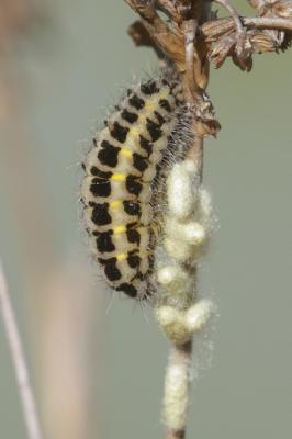 Zygène du Pied-de-Poule (La), Zygène des Lotiers ( Zygaena filipendulae (Linnaeus, 1758)