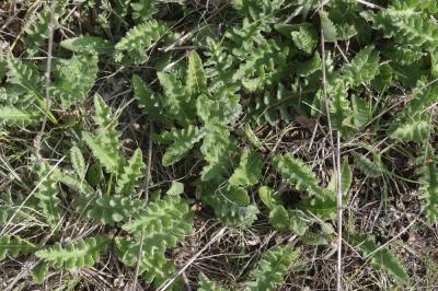 Cirse bulbeux Cirsium tuberosum (L.) All., 1785