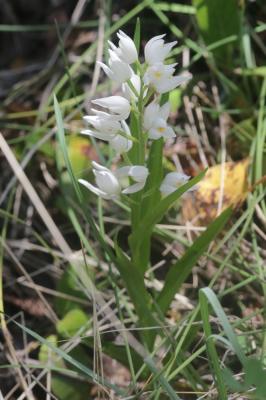 Céphalanthère à feuilles étroites, Céphalanthère à Cephalanthera longifolia (L.) Fritsch, 1888