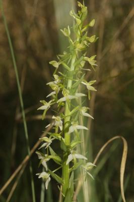 Platanthère à deux feuilles, Platanthère à fleurs  Platanthera bifolia (L.) Rich., 1817