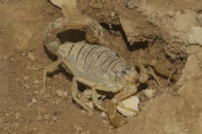 Scorpion languedocien Buthus occitanus (Amoreux, 1789)