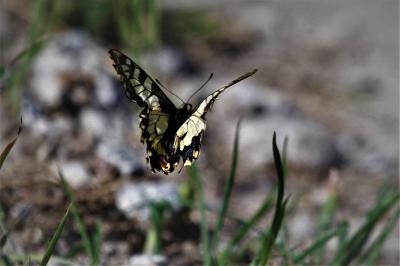 Machaon (Le), Grand Porte-Queue (Le) Papilio machaon Linnaeus, 1758