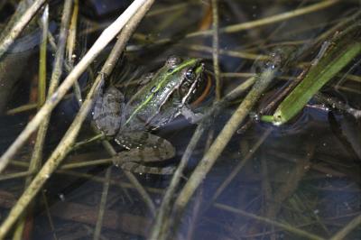 Pélophylax Pelophylax Fitzinger, 1843