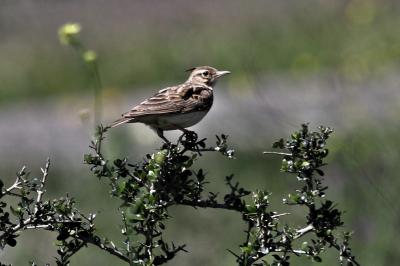 Cochevis huppé Galerida cristata (Linnaeus, 1758)