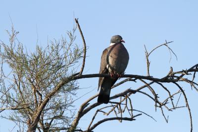 Pigeon ramier Columba palumbus Linnaeus, 1758