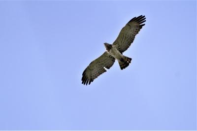 Circaète Jean-le-Blanc Circaetus gallicus (Gmelin, 1788)