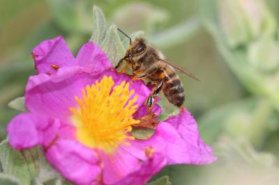 Abeille domestique, Abeille européenne, Abeille me Apis mellifera Linnaeus, 1758