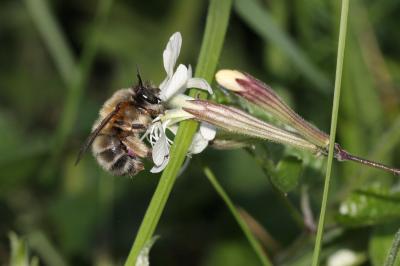 Anthophore commune, Anthophore plumeuse, Anthophor Anthophora plumipes (Pallas, 1772)