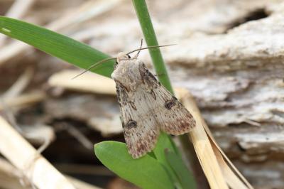 Noctuelle des Renouées (La) Agrotis puta (Hübner, 1803)