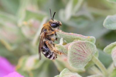  Eucera Scopoli, 1770