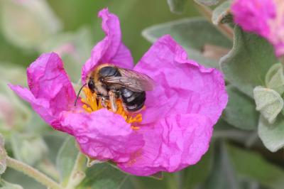  Eucera Scopoli, 1770