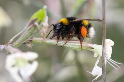Bourdon terrestre (Le) Bombus terrestris (Linnaeus, 1758)