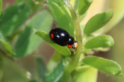  Hyperaspis Chevrolat in Dejean, 1837