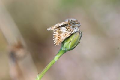 Omie de l'Hélianthème (L') Omia cymbalariae (Hübner, 1809)
