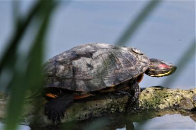Tortue de Floride Trachemys scripta elegans (Wied, 1839)