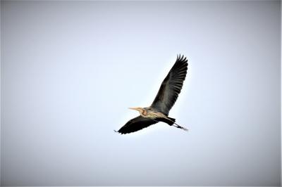 Héron pourpré Ardea purpurea Linnaeus, 1766