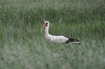 Cigogne blanche Ciconia ciconia (Linnaeus, 1758)