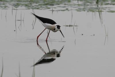 Echasse blanche Himantopus himantopus (Linnaeus, 1758)