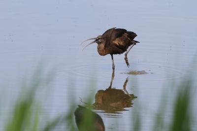 Ibis falcinelle Plegadis falcinellus (Linnaeus, 1766)