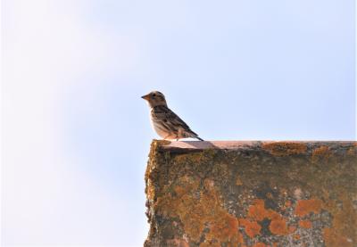 Moineau soulcie Petronia petronia (Linnaeus, 1766)