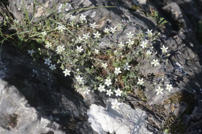 Sabline hérissée Arenaria hispida L., 1753