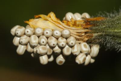 Bombyx de la Ronce (Le), Polyphage (La) Macrothylacia rubi (Linnaeus, 1758)