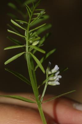 Ervilier Ervilia sativa Link, 1822