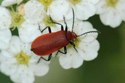 Cardinal à tête rouge Pyrochroa serraticornis (Scopoli, 1763)