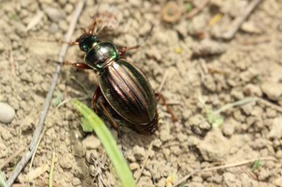 Carabe doré (Le), Jardinière Carabus auratus Linnaeus, 1760