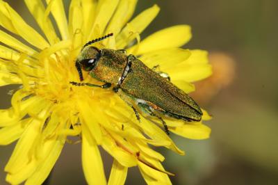 Bupreste hongrois Anthaxia hungarica (Scopoli, 1772)