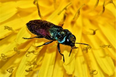 Anthaxie du Saule Anthaxia salicis (Fabricius, 1777)