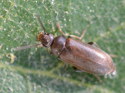  Scraptia dubia Olivier, 1790