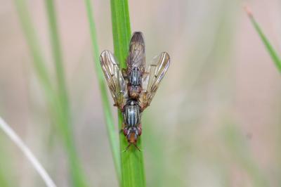  Dorycera graminum (Fabricius, 1794)