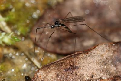  Dicranomyia Stephens, 1829