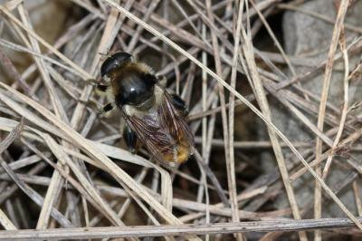  Merodon clavipes (Fabricius, 1781)